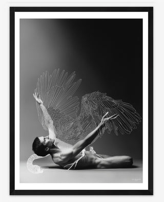 Fallen Swan - 30cm x 40cm Fallen Swan - 30cm x 40cm