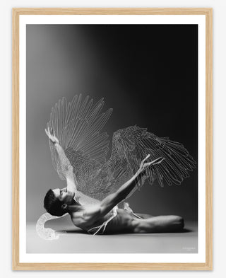 Fallen Swan - 30cm x 40cm Fallen Swan - 30cm x 40cm