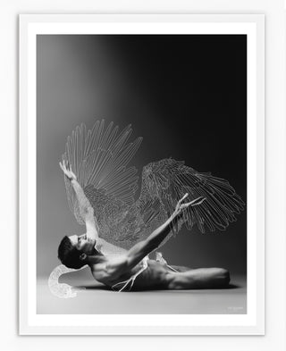 Fallen Swan - 30cm x 40cm Fallen Swan - 30cm x 40cm