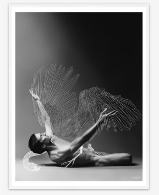 Fallen Swan - 60cm x 80cm Fallen Swan - 60cm x 80cm