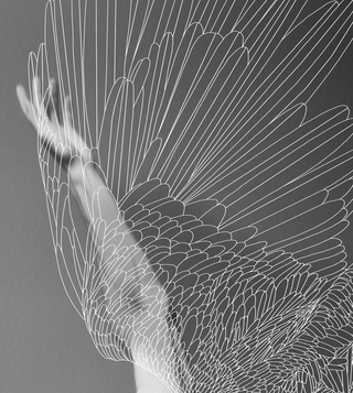 Fallen Swan - 60cm x 80cm Fallen Swan - 60cm x 80cm